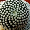 Mammillaria_ luethyi e9